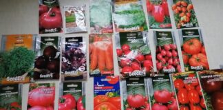 Городники розповіли, як розпізнати неякісне насіння