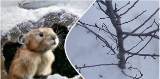 Городники розповіли, як надійно захистити сад від гризунів