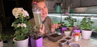 Квітникарі назвали 3 розкішні квітки, які можна посадити вже у січні