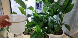 Досвідчені квітникарі розповіли, чому у спатифілума жовтіє листя взимку