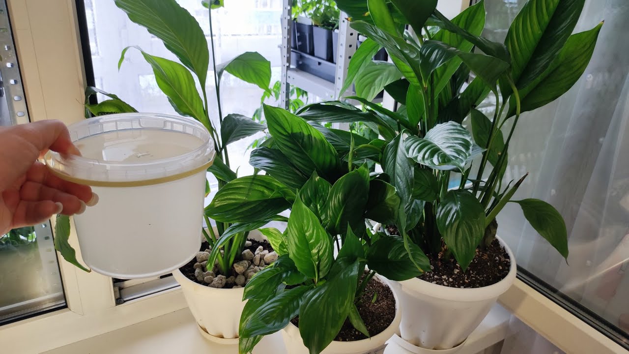 Досвідчені квітникарі розповіли, чому у спатифілума жовтіє листя взимку