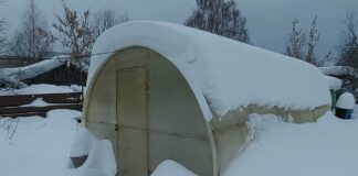 Садівники розповіли, як правильно обробляти рослини для врожаю