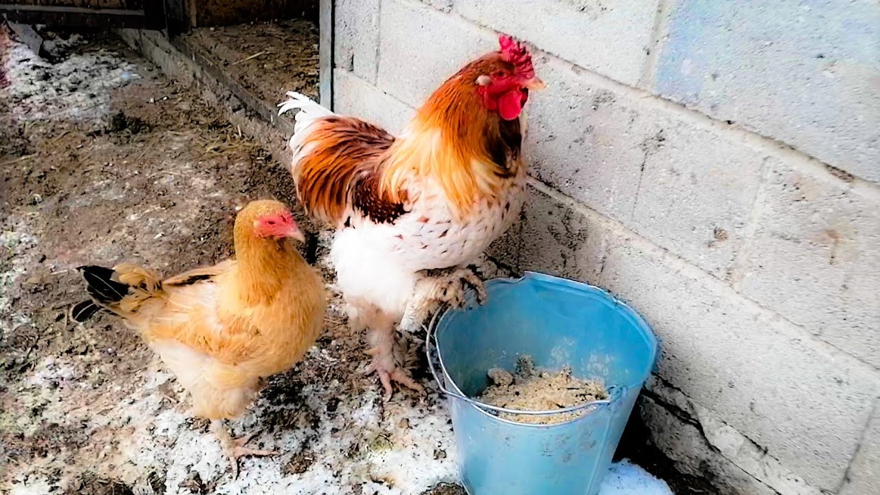 Господарі розповіли, як легко й швидко підвищити несучість курей взимку