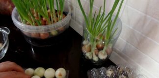 Господині розповіли, як правильно вирощувати цибулю на підвіконні 