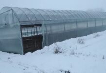 Січневі посіви – найбільша помилка городника: 5 років губила розсаду, поки не вичитала – сіяти треба пізніше Городники розповіли, чи варто в січні проводити посів насіння