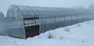 Городники розповіли, чи варто в січні проводити посів насіння