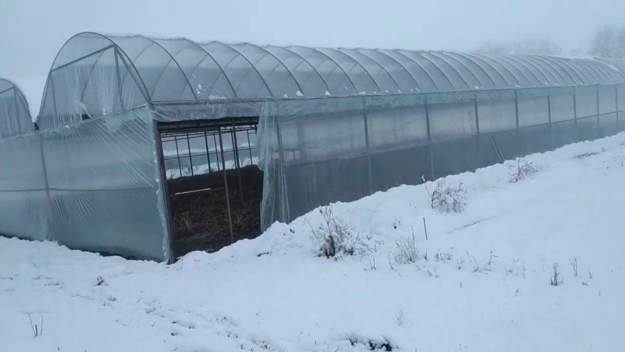 Садівники розповіли, як захистити ґрунт у теплиці взимку за допомогою снігу