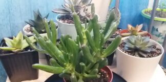 Досвідчені квітникарі розповіли, як правильно доглядати за сукулентами взимку