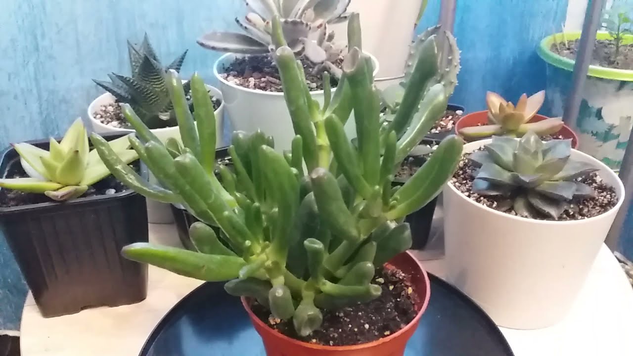 Досвідчені квітникарі розповіли, як правильно доглядати за сукулентами взимку