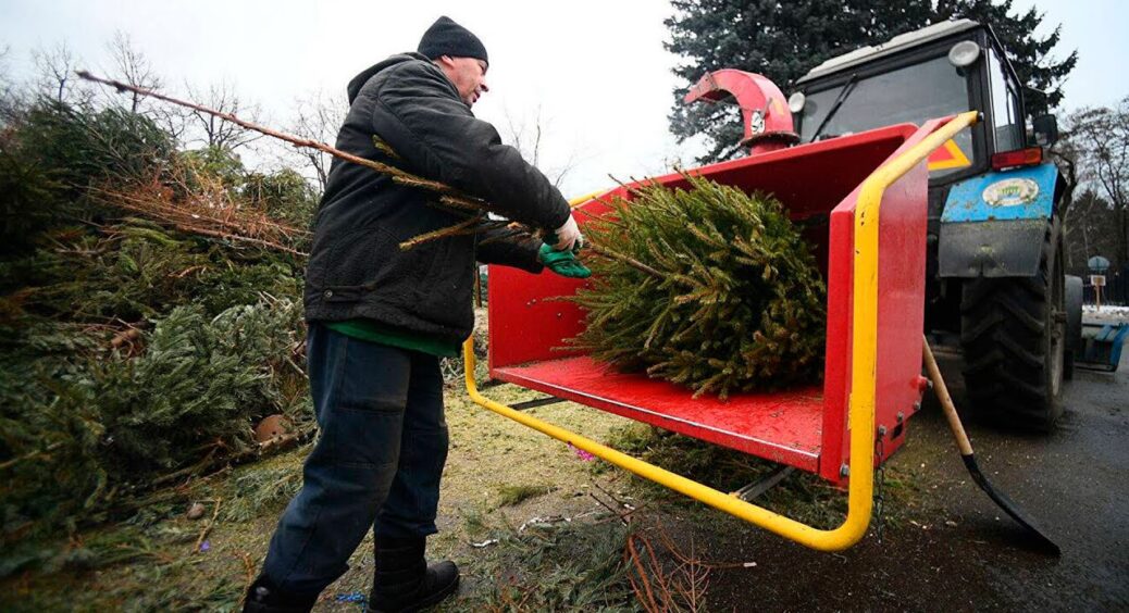 Ялинку на смітник ніколи не відправляю: використовую 3 хитрі способи утилізації – корисні та екологічні 