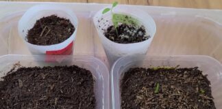 Агрономи розповіли, який ґрунт не можна використовувати для розсади