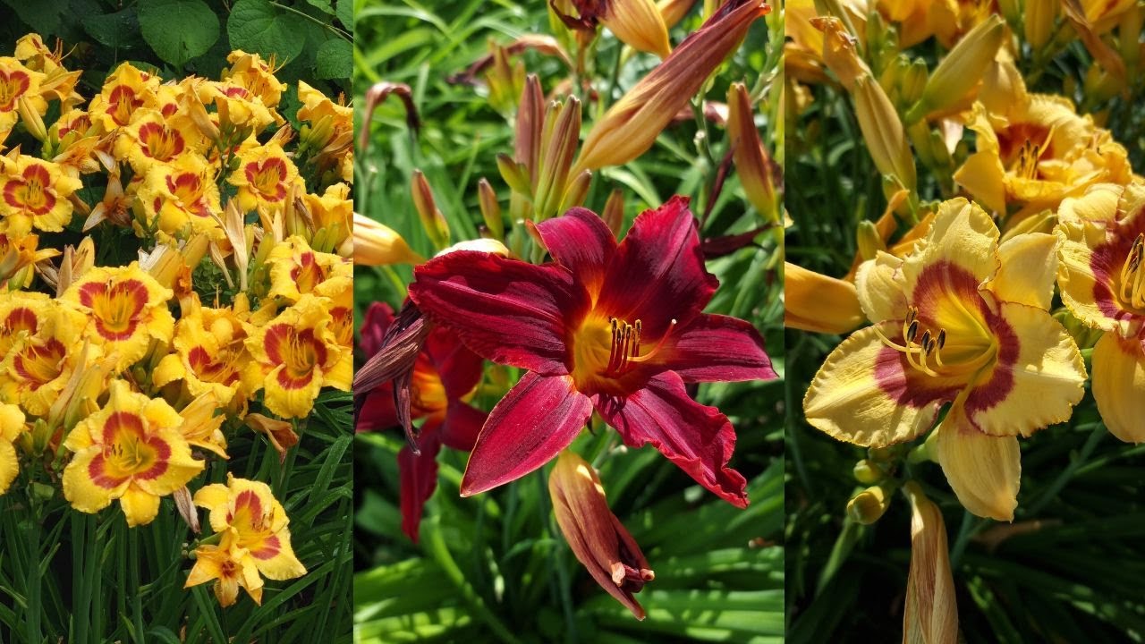 Садівники розповіли, яку витривалу, але красиву квітку можна посадити на ділянці