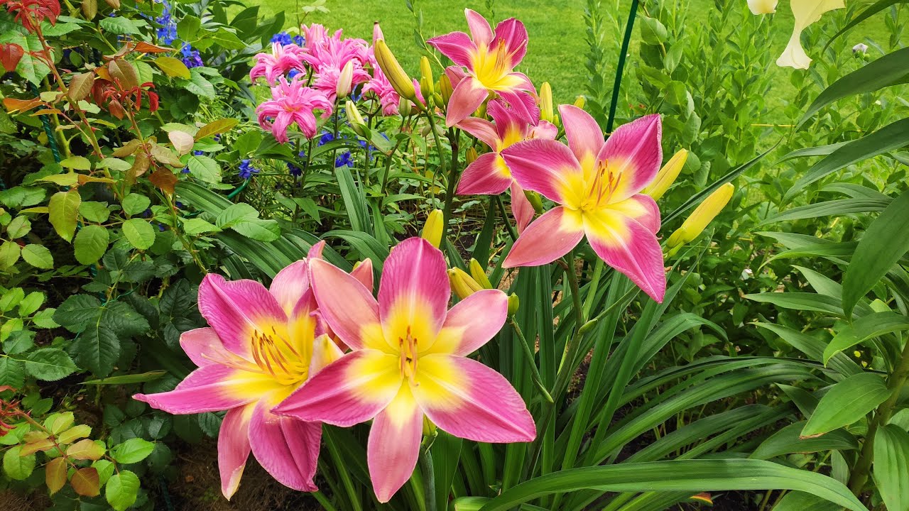 Садівники розповіли, яку витривалу, але красиву квітку можна посадити на ділянці