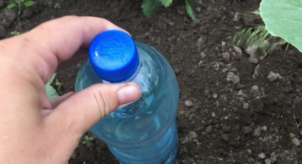 Мої улюблені 3 способи використати пластикові пляшки на городі – не дарма збирала їх з грудня 