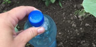 Городники розповіли, навіщо дачники всю зиму збирають пластикові пляшки