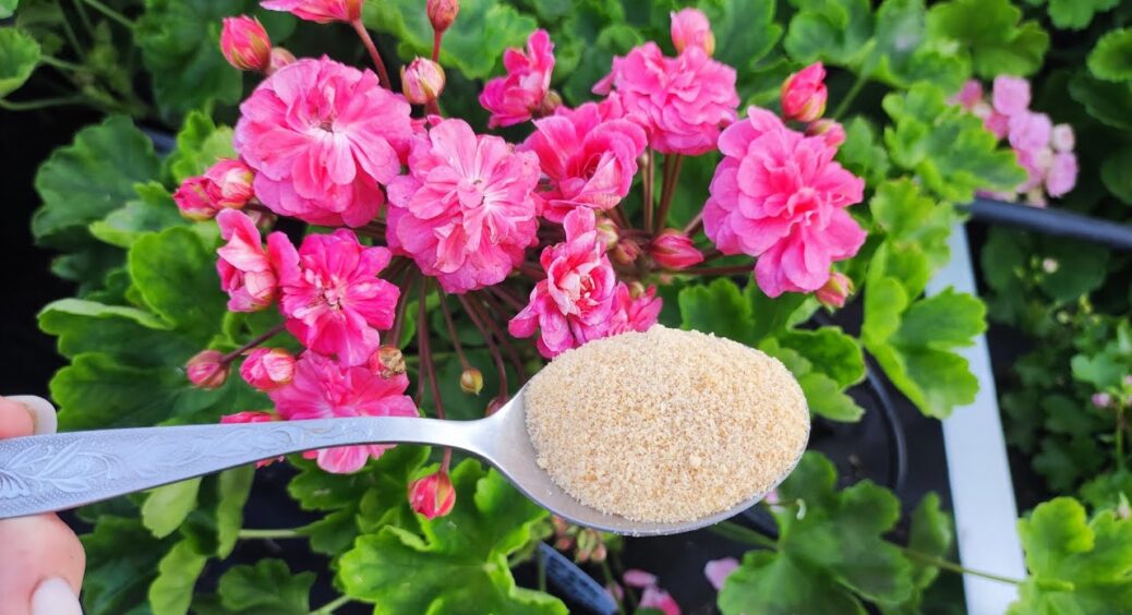 1 ложка на 1 літр – і герань уже не зупинити: цвіте неймовірно пишними шапками усі 365 днів. “Бабусин” трюк 