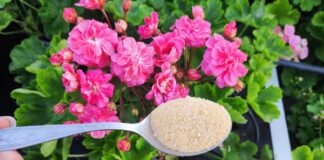 Квітникарі поділилися незвичайним, але дуже дієвим методом підживлення герані