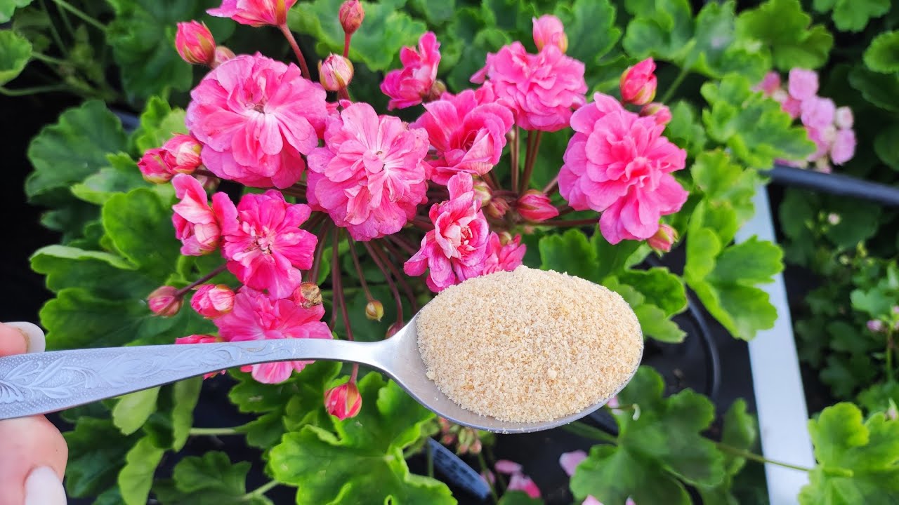 Квітникарі поділилися незвичайним, але дуже дієвим методом підживлення герані