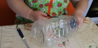 Садівники розповіли, як зробити парник зі звичайної пластикової пляшки