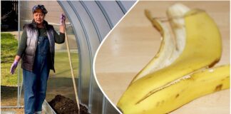 Городники розповіли, навіщо розкладати на городі бананові шкірки 