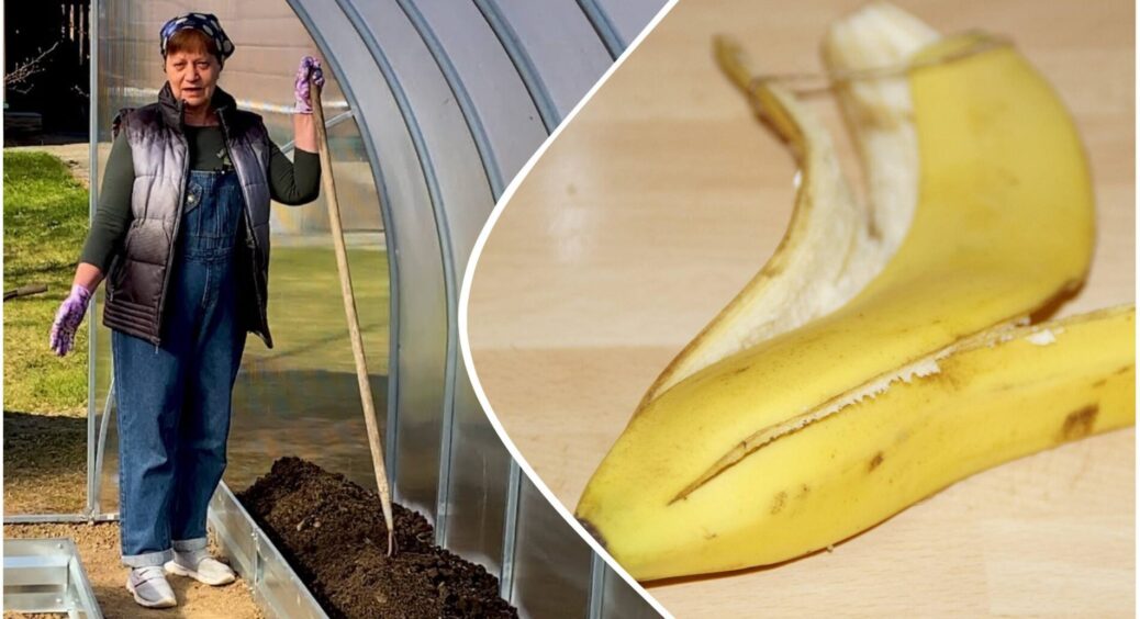 Бананову шкірку посипаю сіллю – і радію своєму винаходу всю зиму: через 4 місяці врожайність “вибухає” 