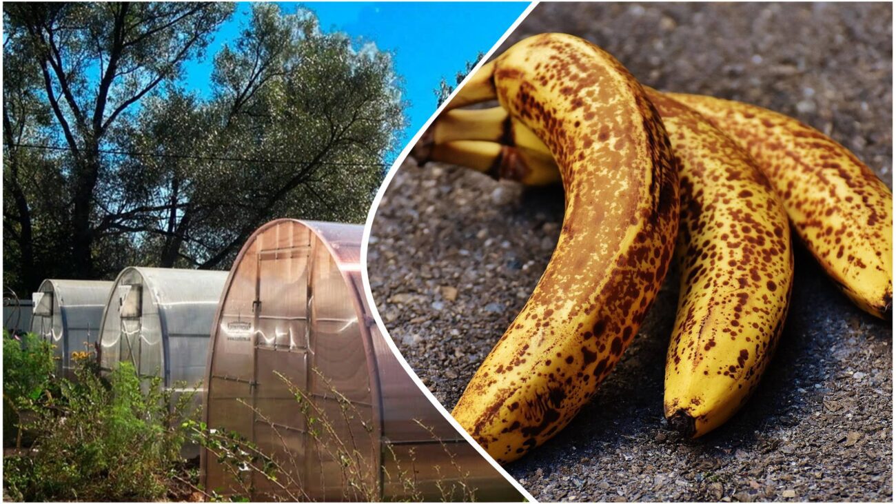 Садівники розповіли, навіщо потрібно класти бананову шкірку в теплицю