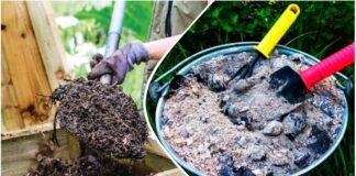 Городники розповіли, навіщо потрібно додавати деревну золу в компост