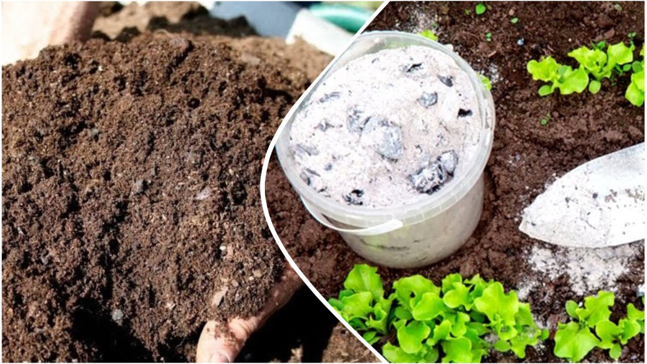 Городники розповіли, навіщо потрібно додавати деревну золу в компост