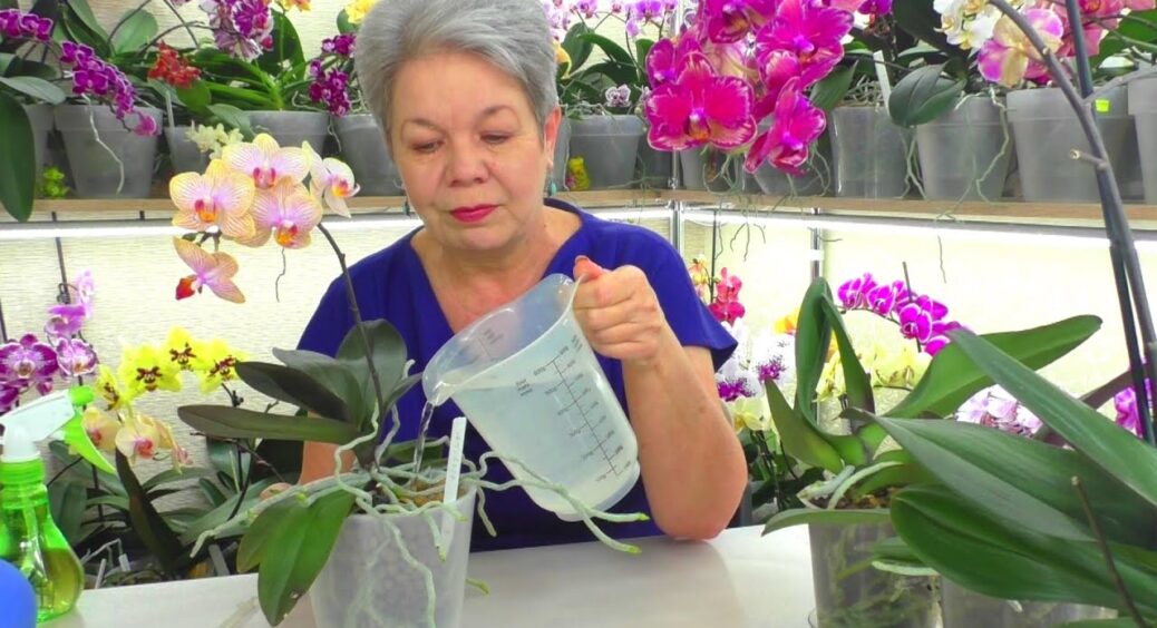 Як правильно доглядати за орхідеєю в січні: 4 ключові правила – без цих порад квітці гарантовано “капут” 