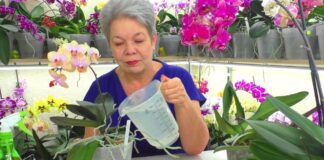 Квітникарі розповіли, як правильно доглядати за орхідеєю в січні