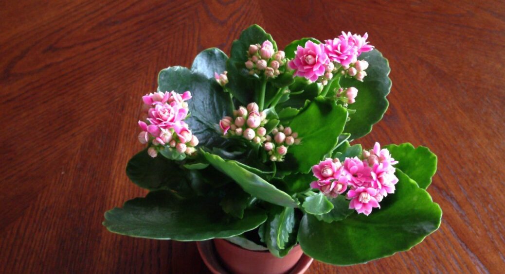 У січні для каланхое – обов’язково: як правильно доглядати за рослиною для тривалого та пишного цвітіння 