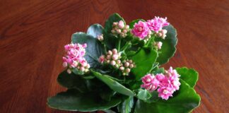 Квітникарі розповіли, як правильно доглядати за каланхое для тривалого цвітіння