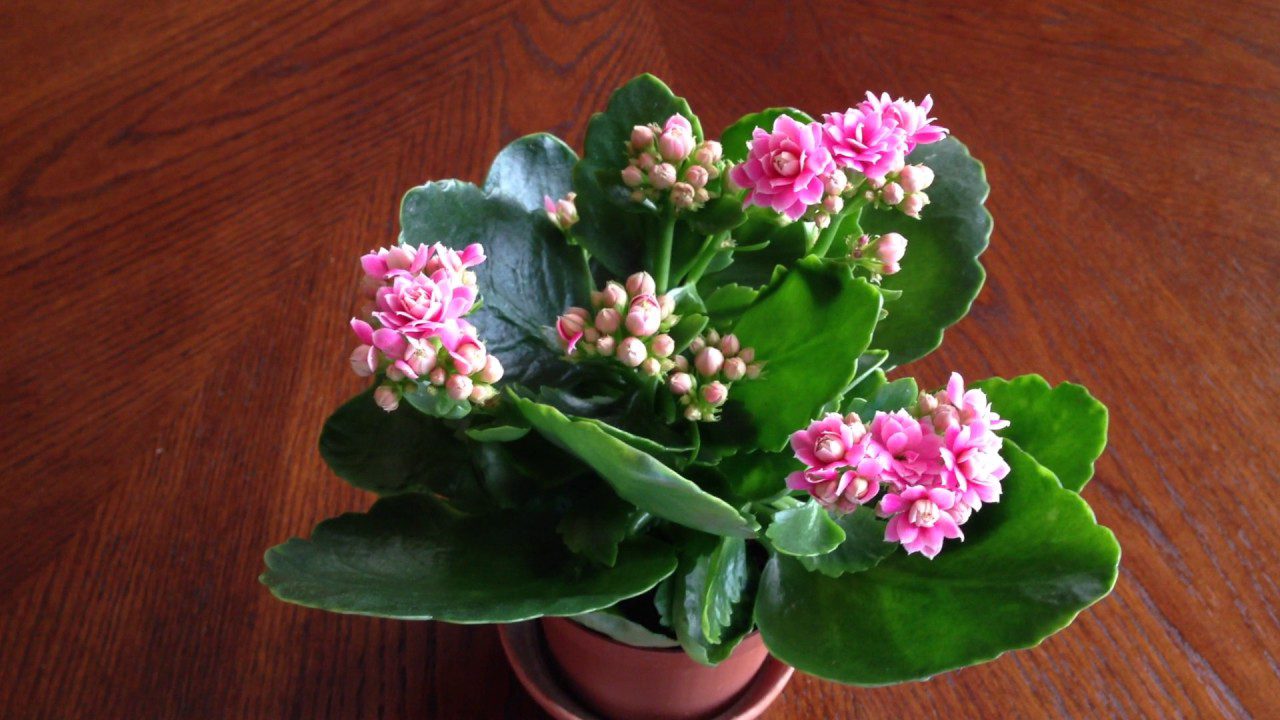 Квітникарі розповіли, як правильно доглядати за каланхое для тривалого цвітіння