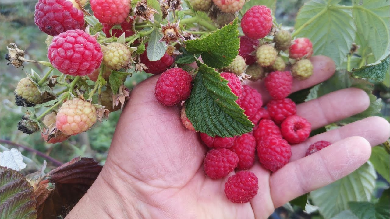 Досвідчені агрономи назвали 4 головні правила щодо догляду за малиною