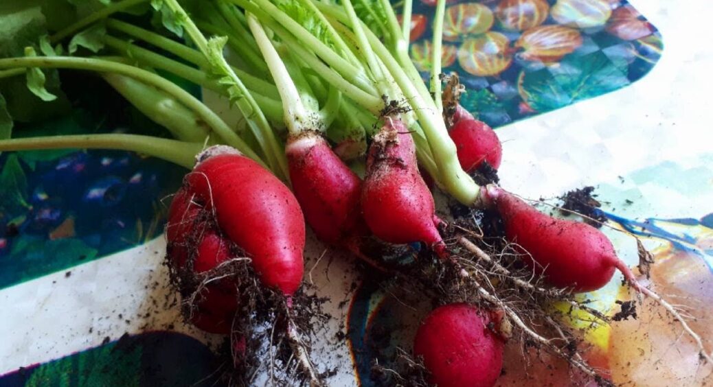 Вирощую редис на підвіконні вже буквально за 3 тижні – 3 ключові умови для щедрого врожаю в домашніх умовах 