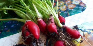 Досвідчені садівники розповіли, як правильно вирощувати редис у домашніх умовах