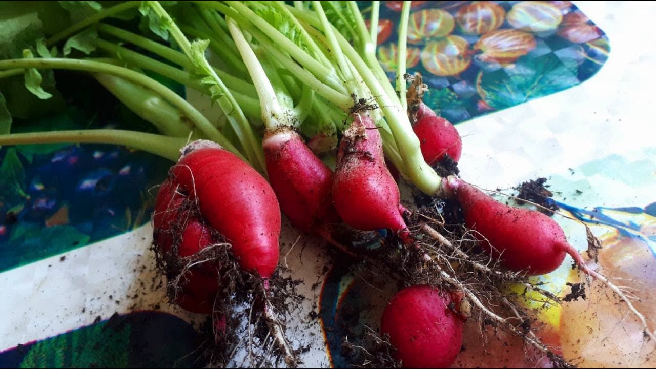 Досвідчені садівники розповіли, як правильно вирощувати редис у домашніх умовах