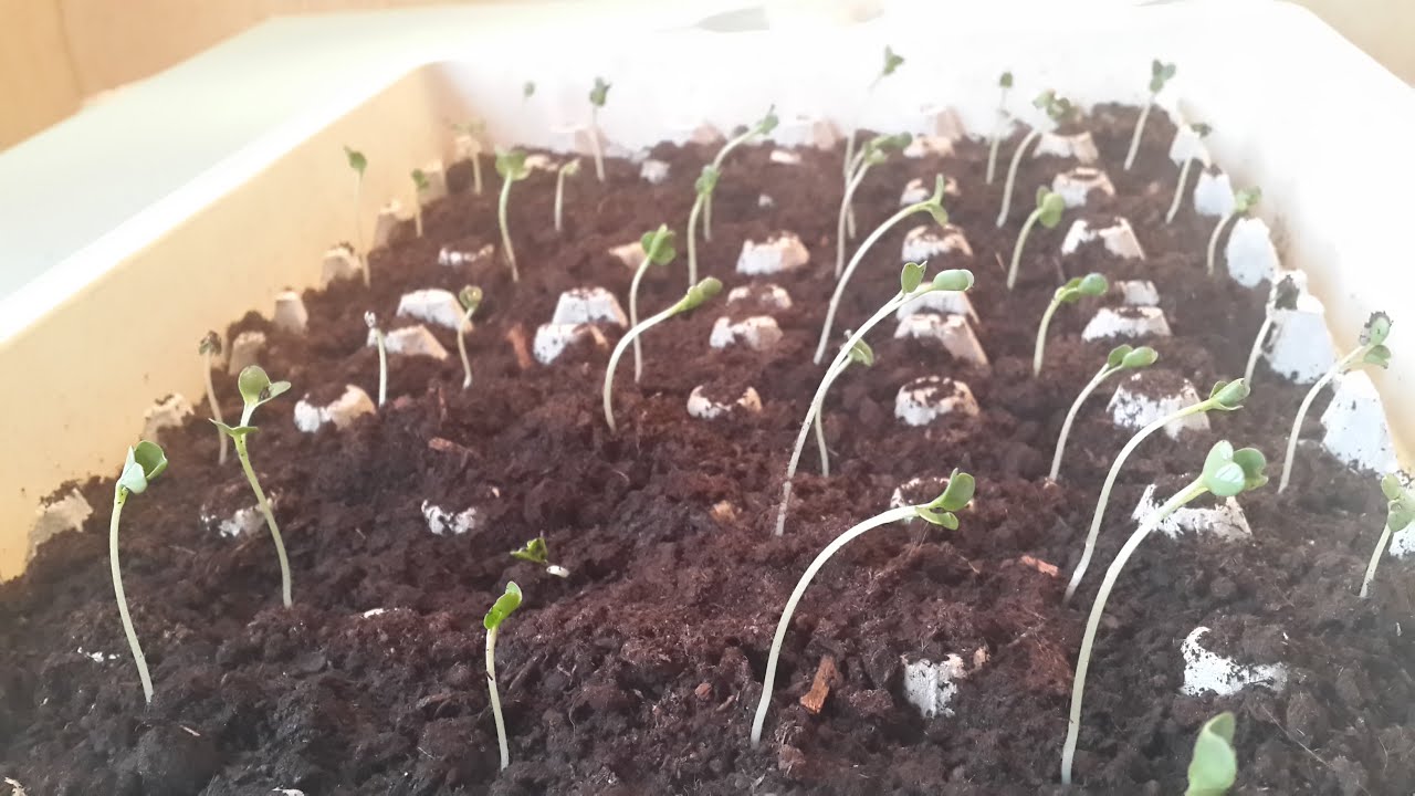 Досвідчені садівники розповіли, як правильно вирощувати редис у домашніх умовах