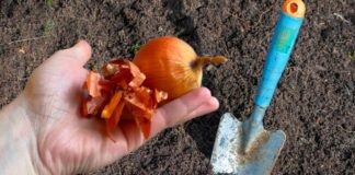 Досвідчені агрономи розповіли, навіщо класти цибулеве лушпиння в землю