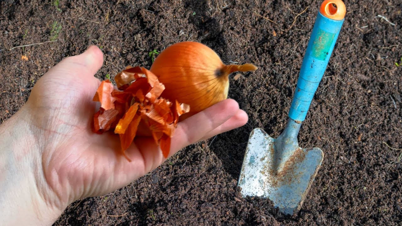 Досвідчені агрономи розповіли, навіщо класти цибулеве лушпиння в землю