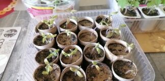 Городники розповіли, як використати втулки від туалетного паперу