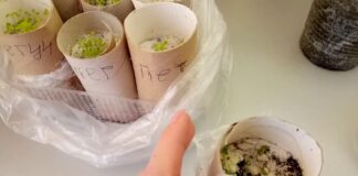 Городники розповіли, як втулки від туалетки перетворити на ємності для розсади