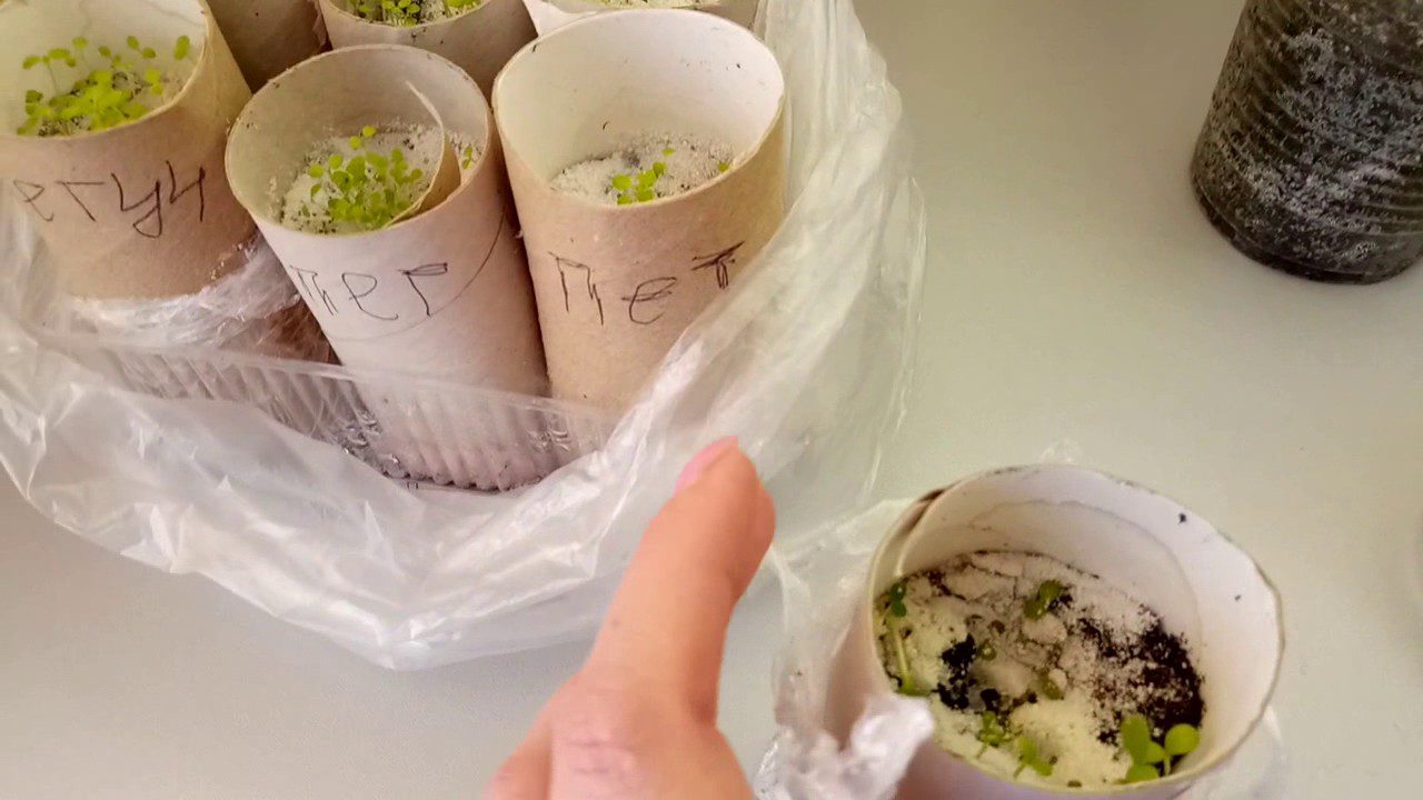 Городники розповіли, як втулки від туалетки перетворити на ємності для розсади