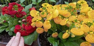 Садівники назвали багаторічник для дачі, який здатний цвісти з травня по жовтень