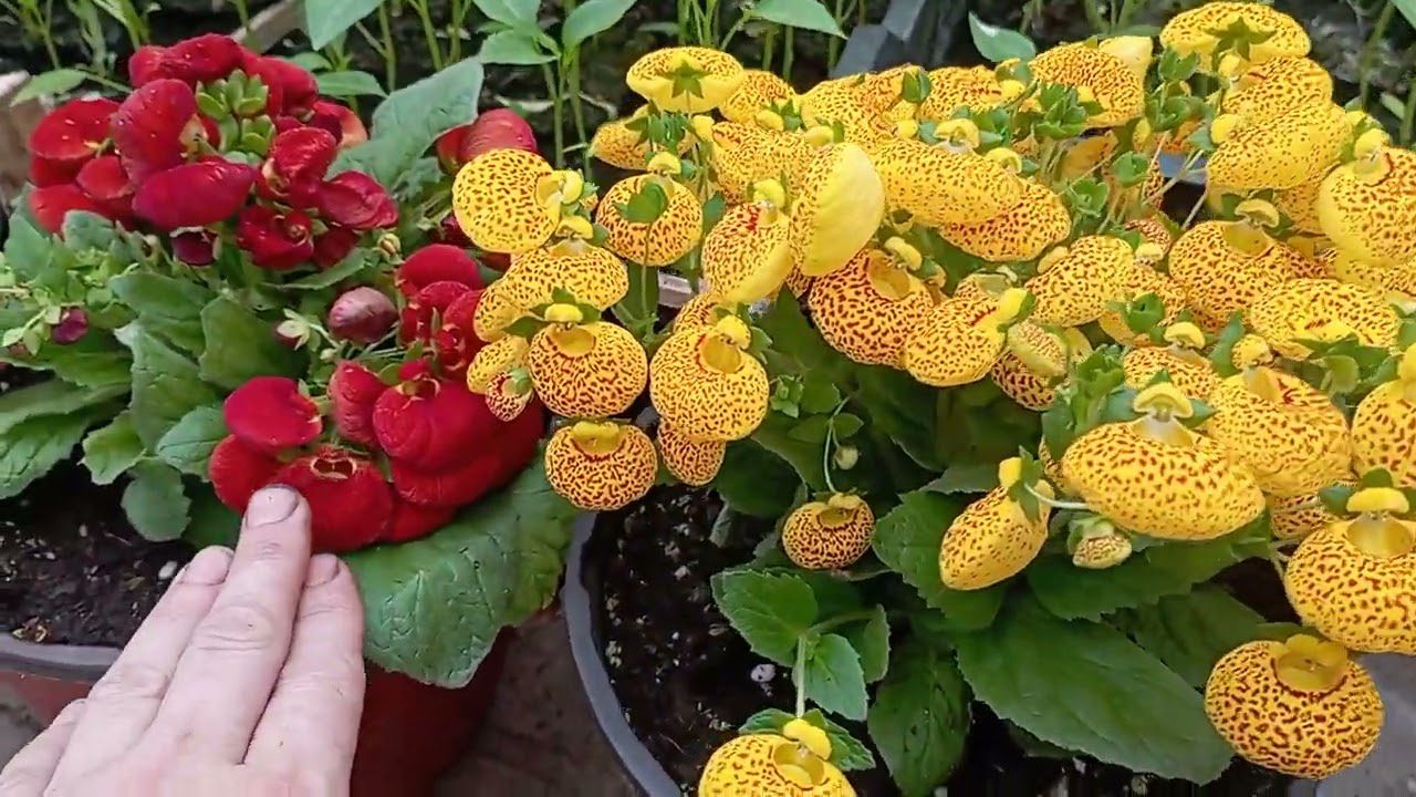 Садівники назвали багаторічник для дачі, який здатний цвісти з травня по жовтень