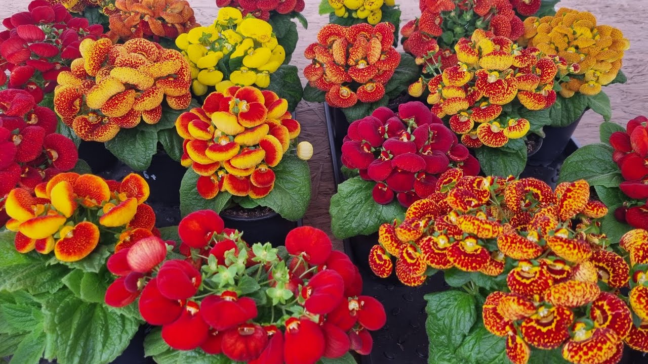 Садівники назвали багаторічник для дачі, який здатний цвісти з травня по жовтень