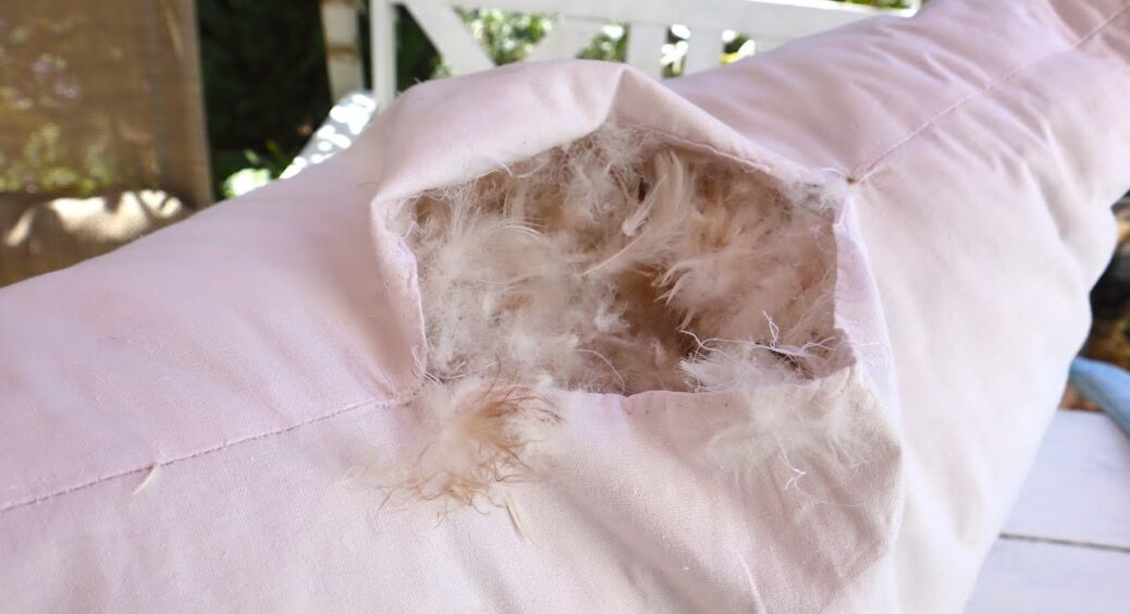 Страшно навіть глянути! Що всередині старої подушки, яку бабуся все не хотіла викидати 