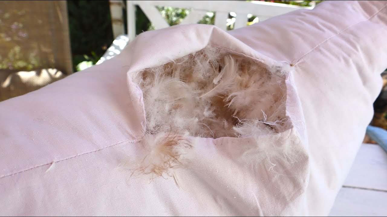 Садівники розповіли, як перетворити пір'яні подушки на добриво для саду й городу