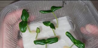 Садівники розповіли, як можна легко та швидко проростити насіння огірків
