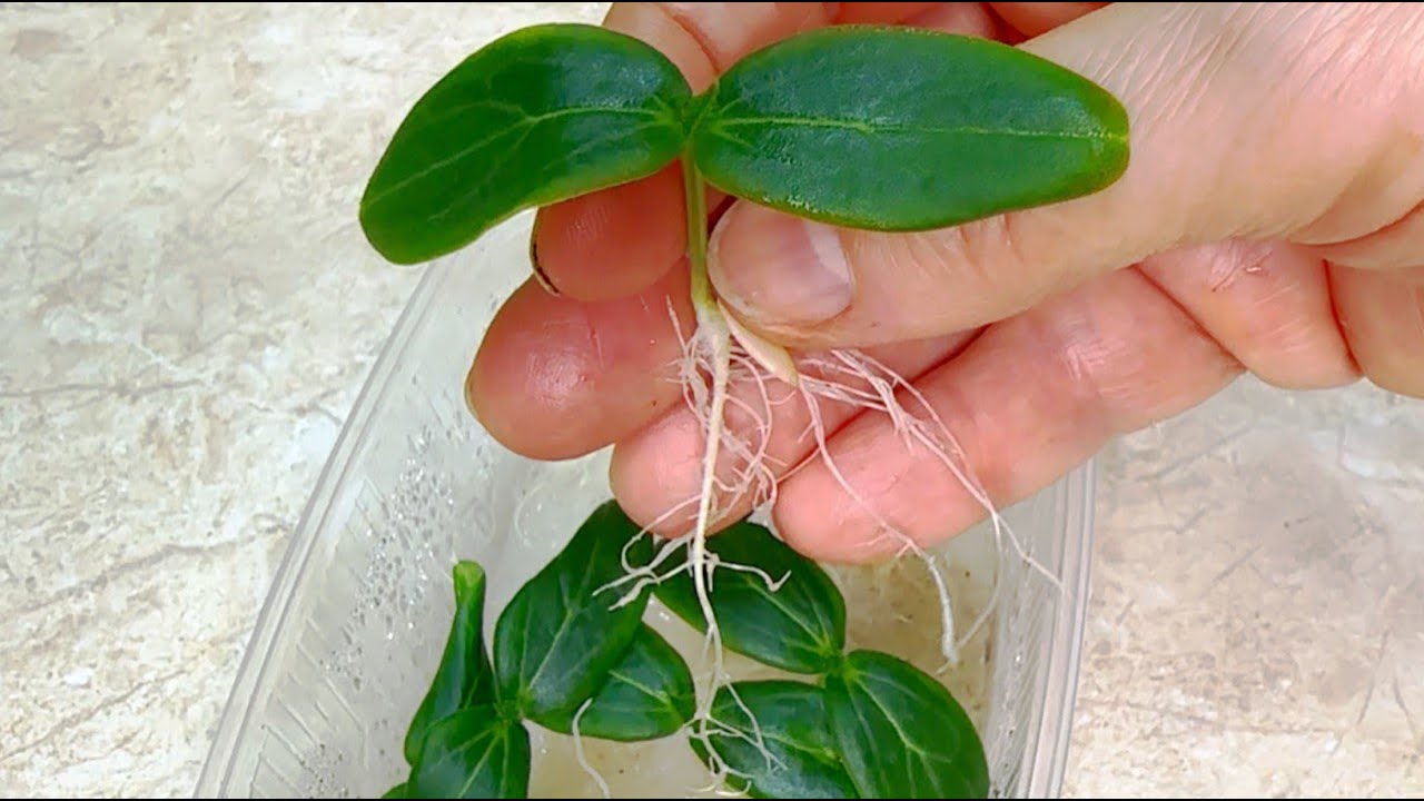 Садівники розповіли, як можна легко та швидко проростити насіння огірків